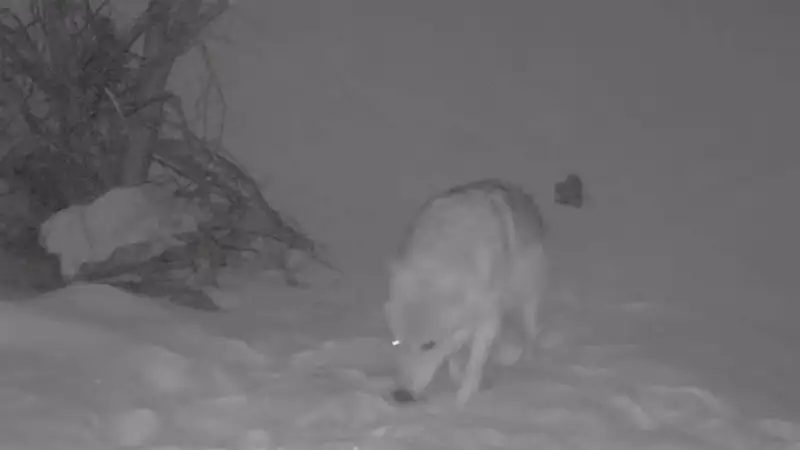 «Сайрам-Өгем» ұлттық паркінде фототұзаққа сирек кездесетін жануарлар ілікті 