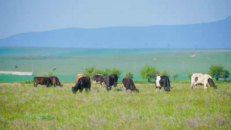 Малды сәйкестендіру жүйесі еуропалық талапқа көшпек – АШМ 