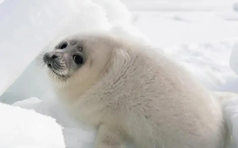 В Минсельхозе объяснили, почему тюлени вышли на сушу в Мангистау