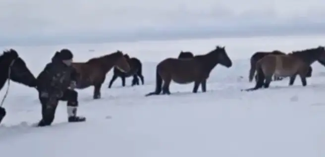 табун лошадей увяз в снегу