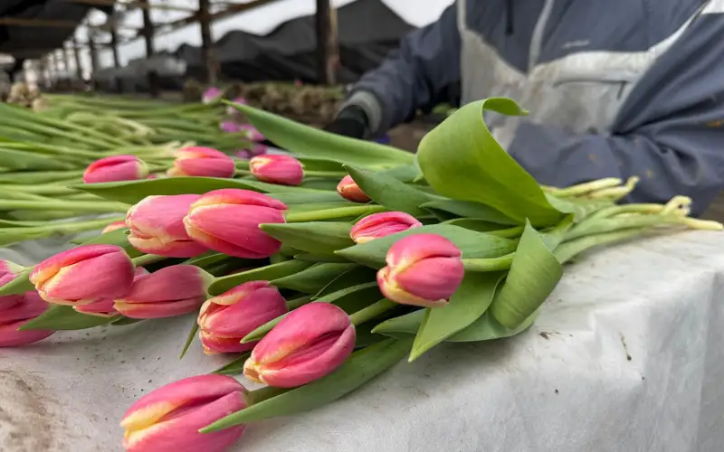 тюльпаны, цветы