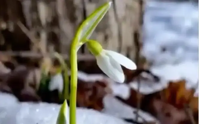 Snowdrops