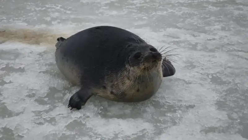 Около 30 молодых тюленей выпустили в Каспийское море