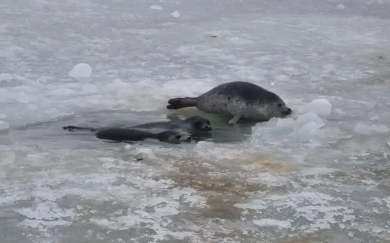 Около 30 молодых тюленей выпустили в Каспийское море