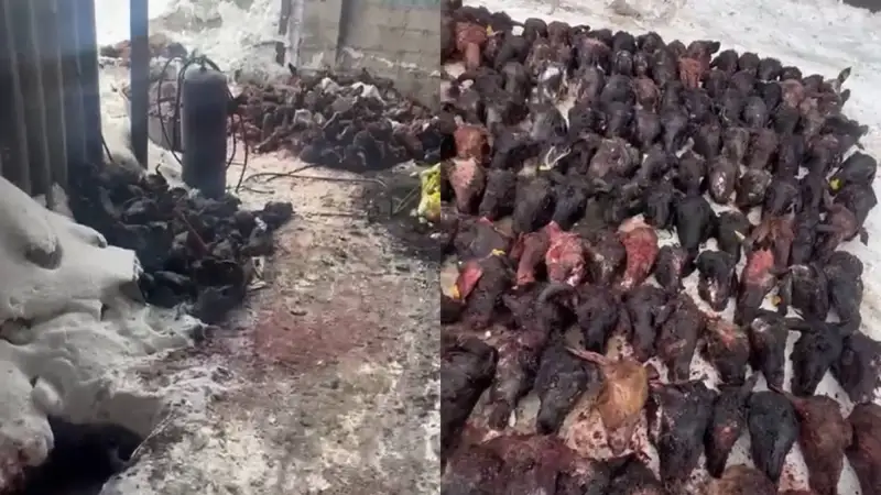 мясо павших животных