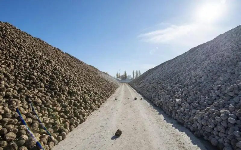 сахарная свекла