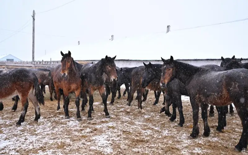 бескарагайская лошадь