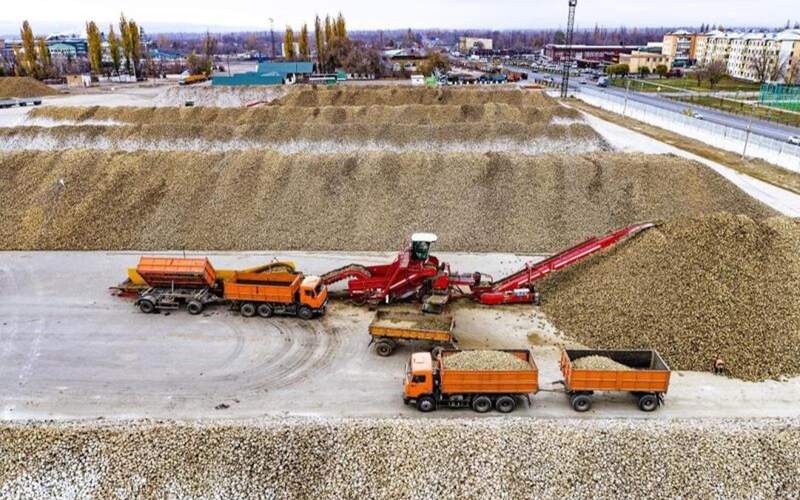 сахарная свекла сахарная свекла
