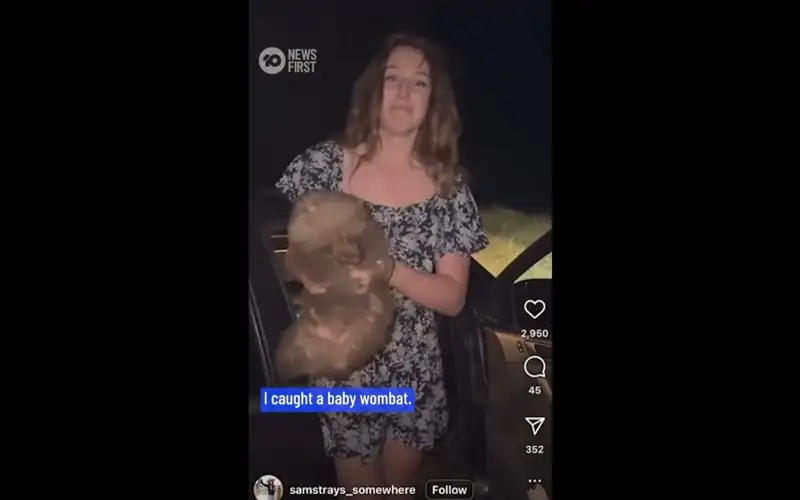 wombat
