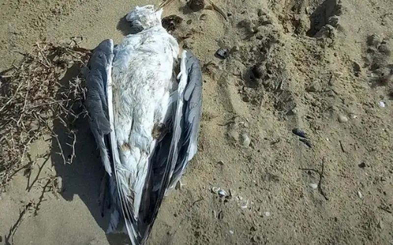 Что стало причиной гибели птиц в Мангистау