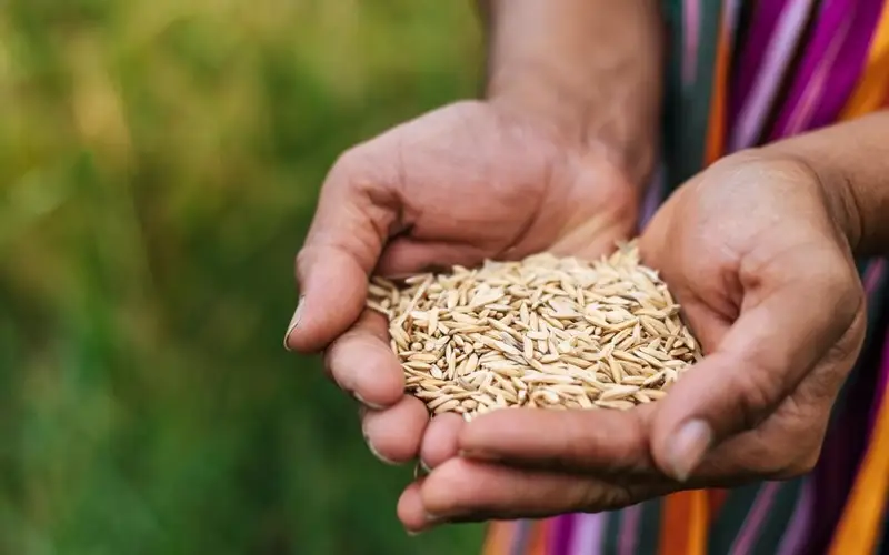 Rice harvest