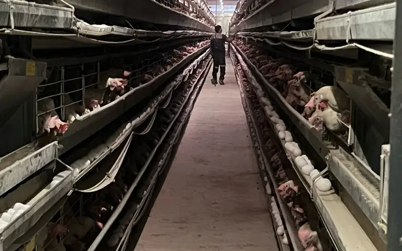 құс фабрикасы