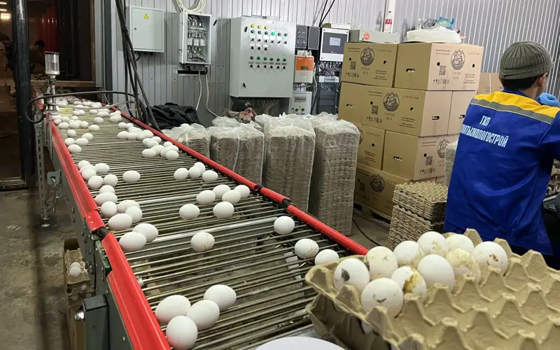 Улытау Кус, яйца 