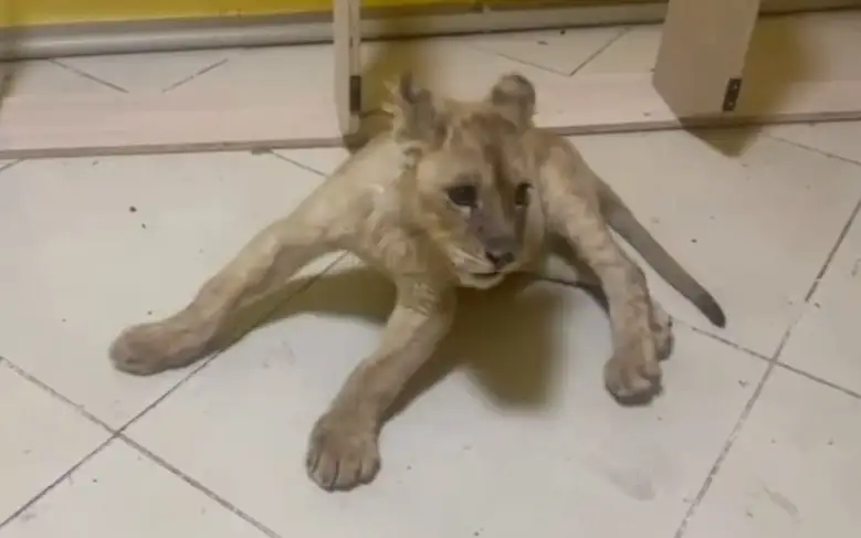 Львенка держали в подсобке одного из СТО в Астане