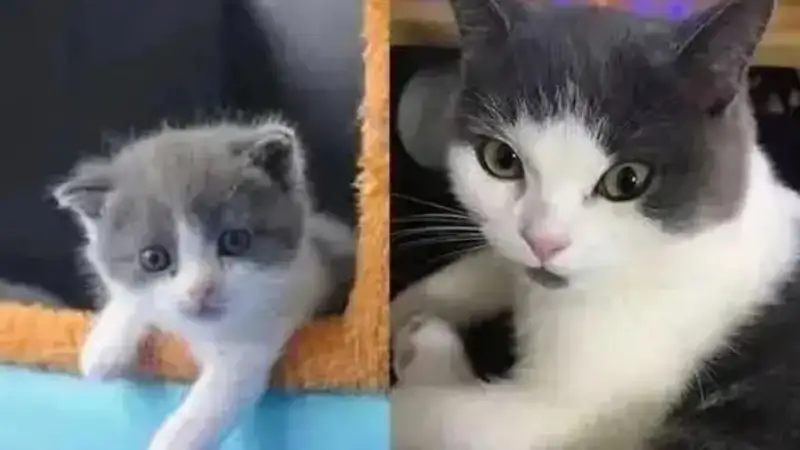 клонирование