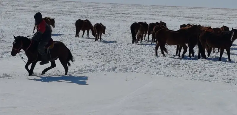 перегон скота