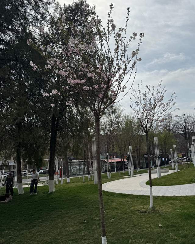 сакура в Шымкенте сакура