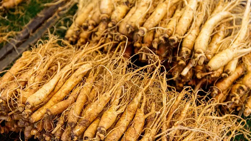 Ginseng