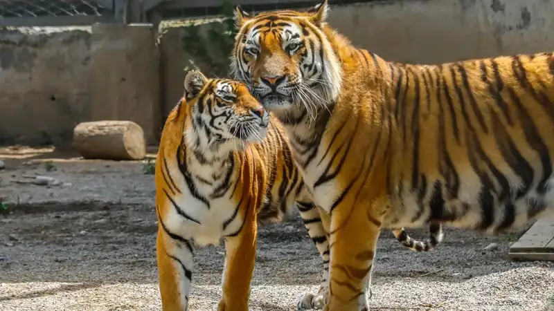 Tigers in Kazakhstan 