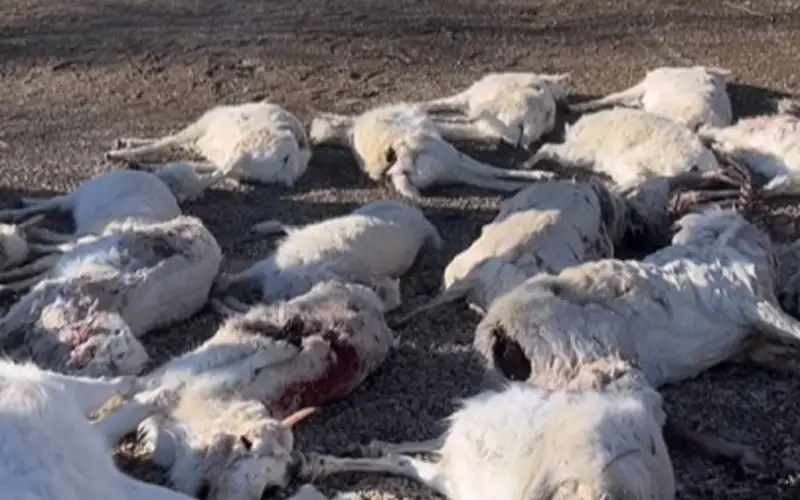 Около 3 тысяч туш сайгаков обнаружено в области Улытау