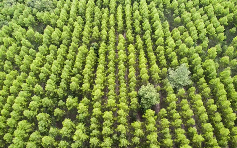 Kazakhstan to establish six new forest nurseries in 2026