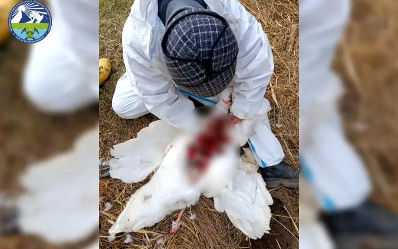 Gıbel lebedeı zafıksırovana na Issyk-Kýle