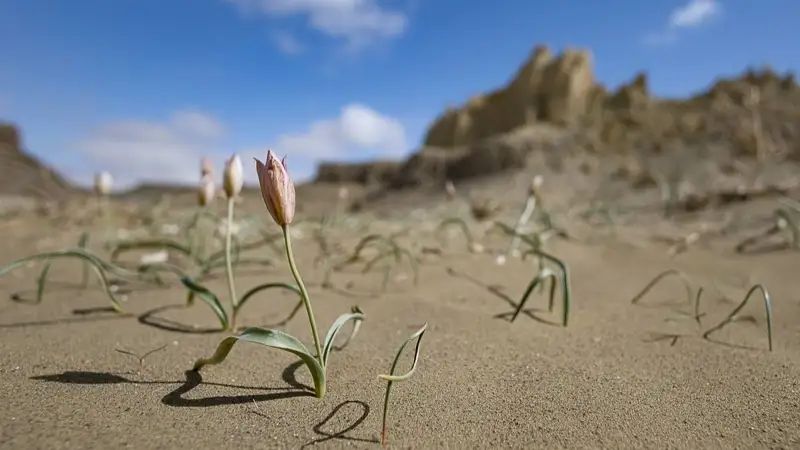 Маңғыстау даласында сирек кездесетін cоғды қызғалдағы гүлдеді
