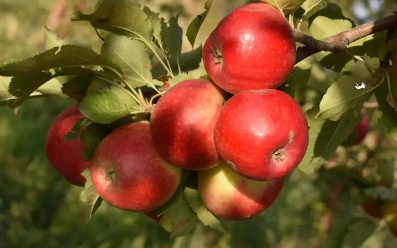 ҰАҒББО ғалымдары әйгілі «Апорт» сортын қайта жаңғыртпақ