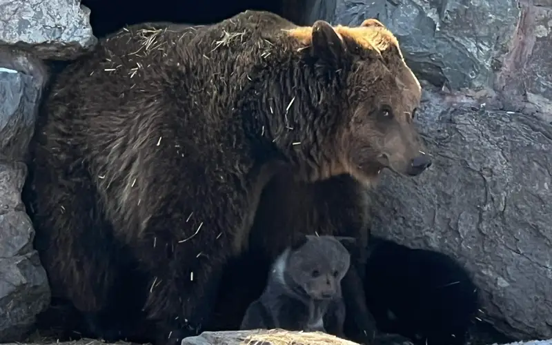 В зоопарке Усть-Каменогорска впервые показали тройню медвежат
