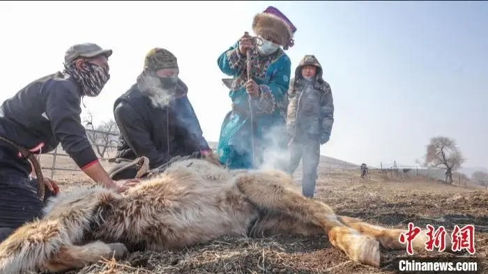 Қытайда тайға таңба басу рәсімі өтті