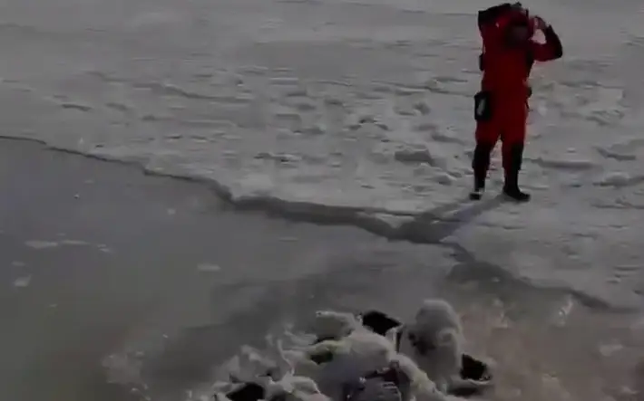 67 туш сайгаков обнаружили в области Улытау