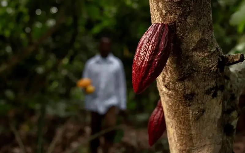 Brazil develops cocoa and chocolate-based tourism destinations