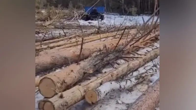 Десятки деревьев срубили на территории нацпарка в Каркаралинске