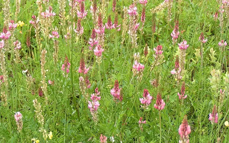 Люцерну и эспарцет посеют на засохших пастбищах в Актюбинской области