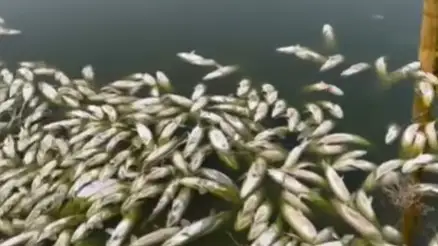 балық қырылды