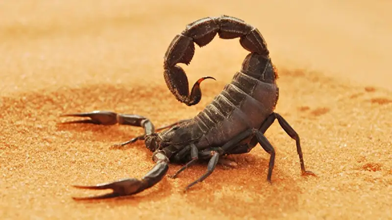 Разведение скорпионов для медицины и косметологии разрешили в Турции