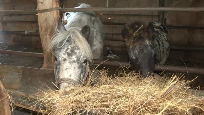 Порно көршісі трахается оның қызы көршісі
