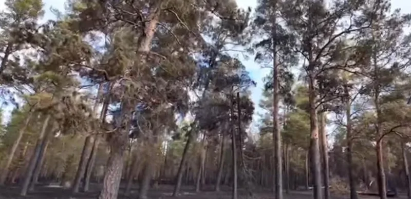 Пожар на территории «Семей орманы» полностью ликвидирован 