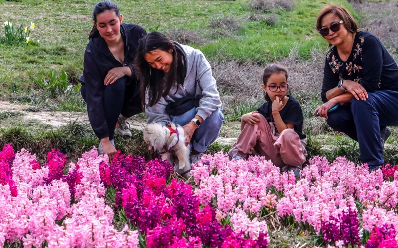 Алматыда көктем гүлдері