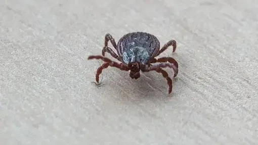 7 cases of tick bites reported in E Kazakhstan
