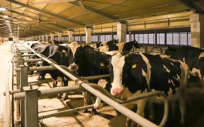 Zharma district in Abai region under quarantine after brucellosis cases detected in cattle