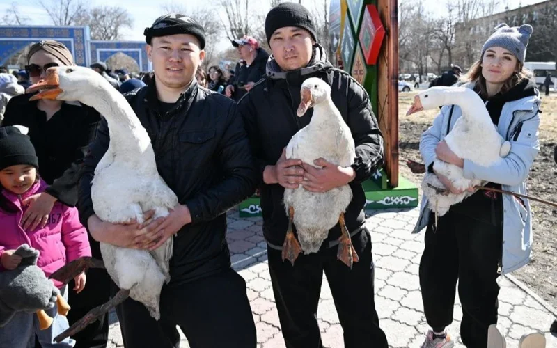 гусеводство, гуси
