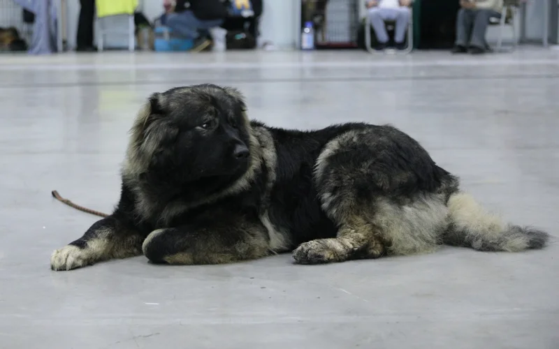 собака, выставка