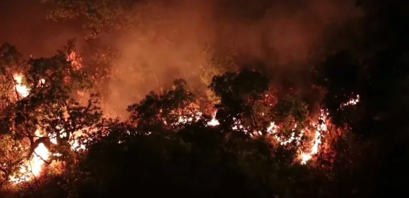 Непалда орман өрті өршіп тұр