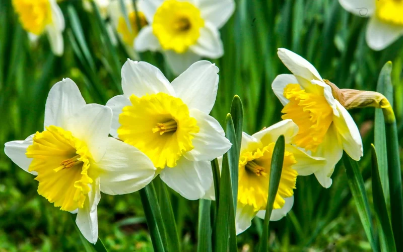 весна, цветы, погода, ауа райы, гүлдер, көктем