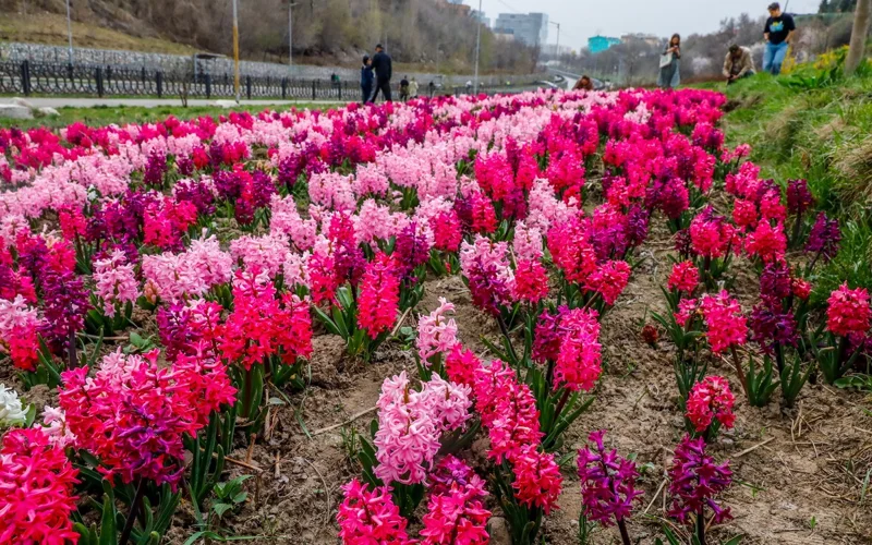 весна, цветы, погода, ауа райы, гүлдер, көктем