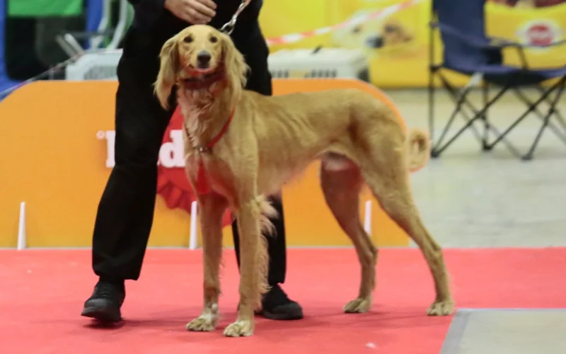 собака, выставка, тазы