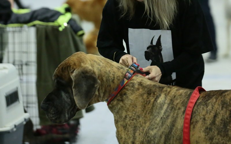 собака, выставка, тазы собака, выставка, тазы