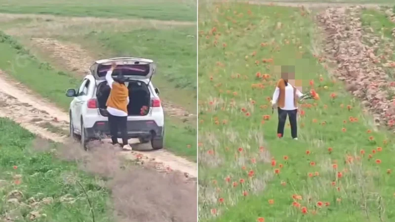 За срыв краснокнижных тюльпанов жительнице Шымкента грозит штраф почти 12 млн тенге