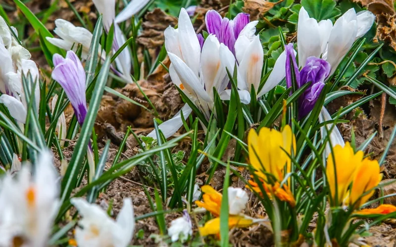 весна, цветы, погода, ауа райы, гүлдер, көктем